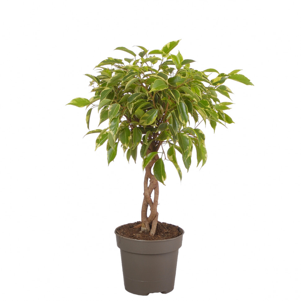 Фикус Кумани переплетенный d12 h40 