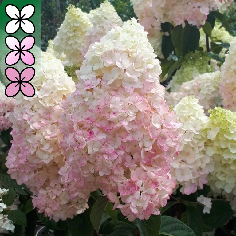 Гортензия метельчатая Сильвер Доллар v15 30-50 YP 