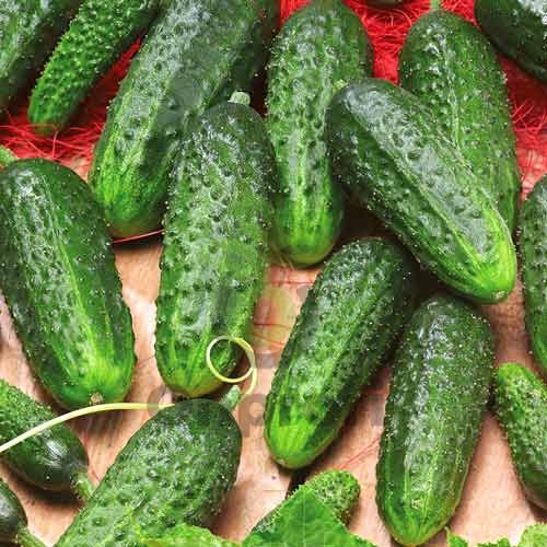 Рассада Огурец Аякс в кассете 6 шт Tim 