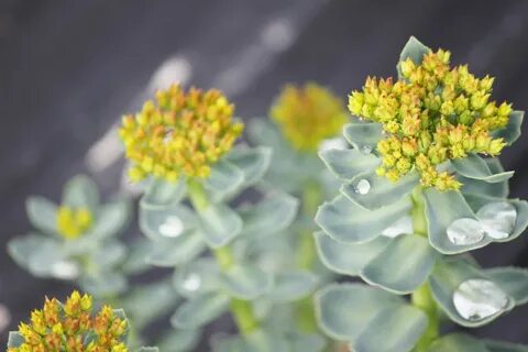 Родиола p9 Push 