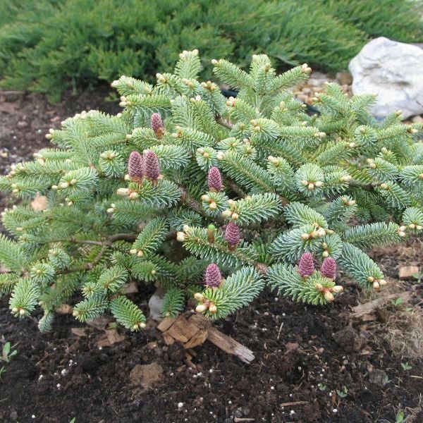 Пихта фрайзера Блю Бонне 30-40 Mt 