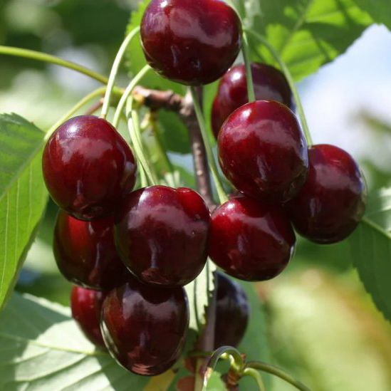 Черешня Овстуженка v7,5 h120-140 ЦО 