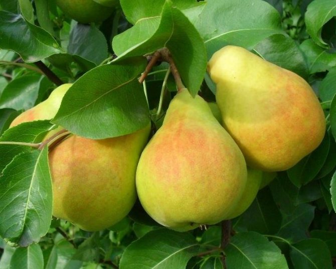 Груша Ранняя летняя 80-100 Tim 