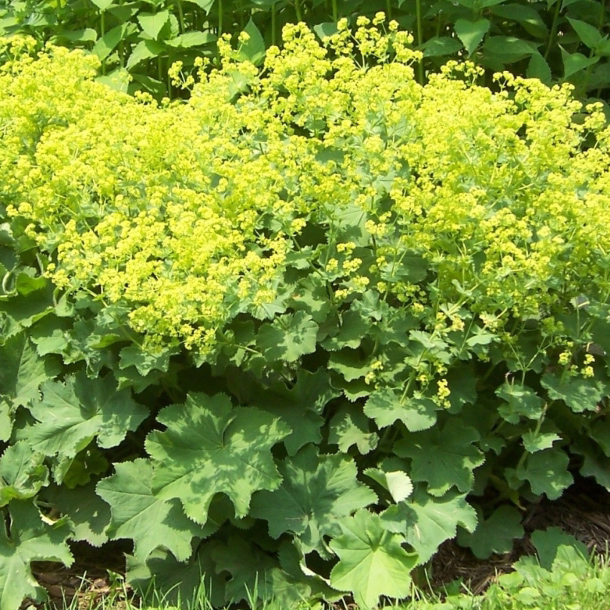 Манжетка мягкая Робуста Tim 