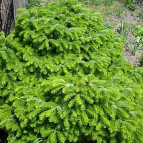 Пихта нордмана Барабич Компаст 40-50 