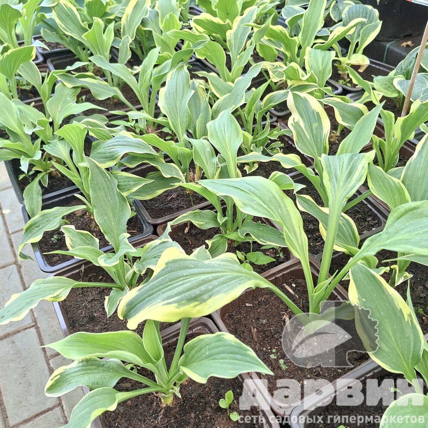 Хоста Антиох v2 Tim 