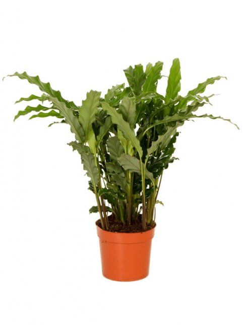 Калатея Грасс микс d12 h35 