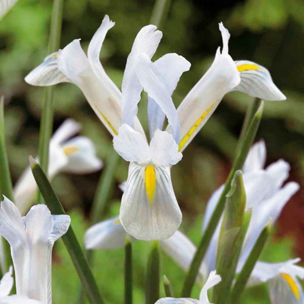 Луковица ирис Наташа 5/6, 7 шт/уп 