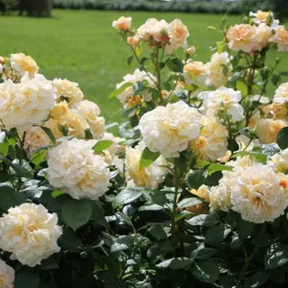 Роза чайно гибридная Комтесса в коробке Биосфера 