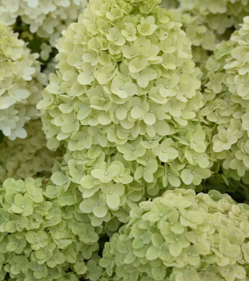 Гортензия метельчатая Пандора С3 ЦО 