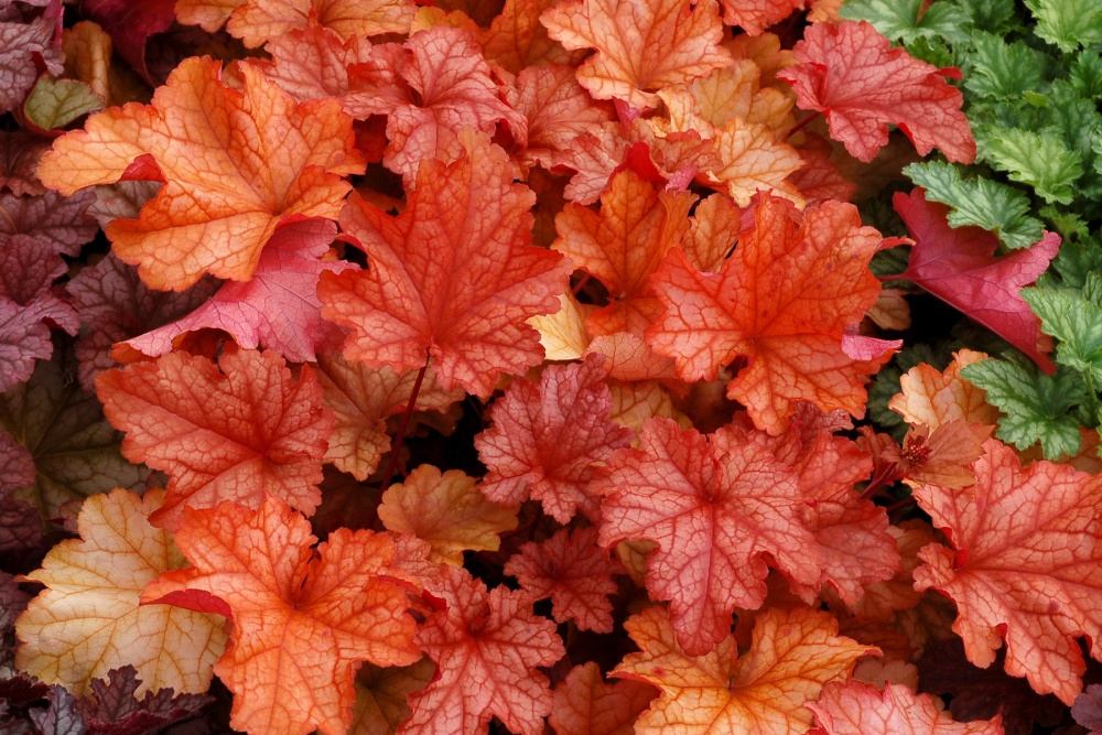 Гейхера гибридная Паприка v5 Tim 