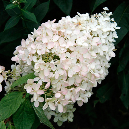 Гортензия метельчатая Ванилла Фрейз с2-3, 30-60см 