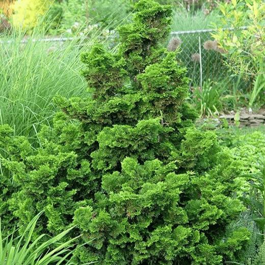 Кипарисовик тупой Нана грацилис v2 Lav 