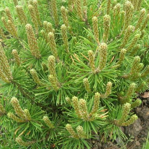 Растение сосна горная вар.пумило с2-3 