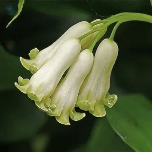 Купена многоцветковая v2 Tim 