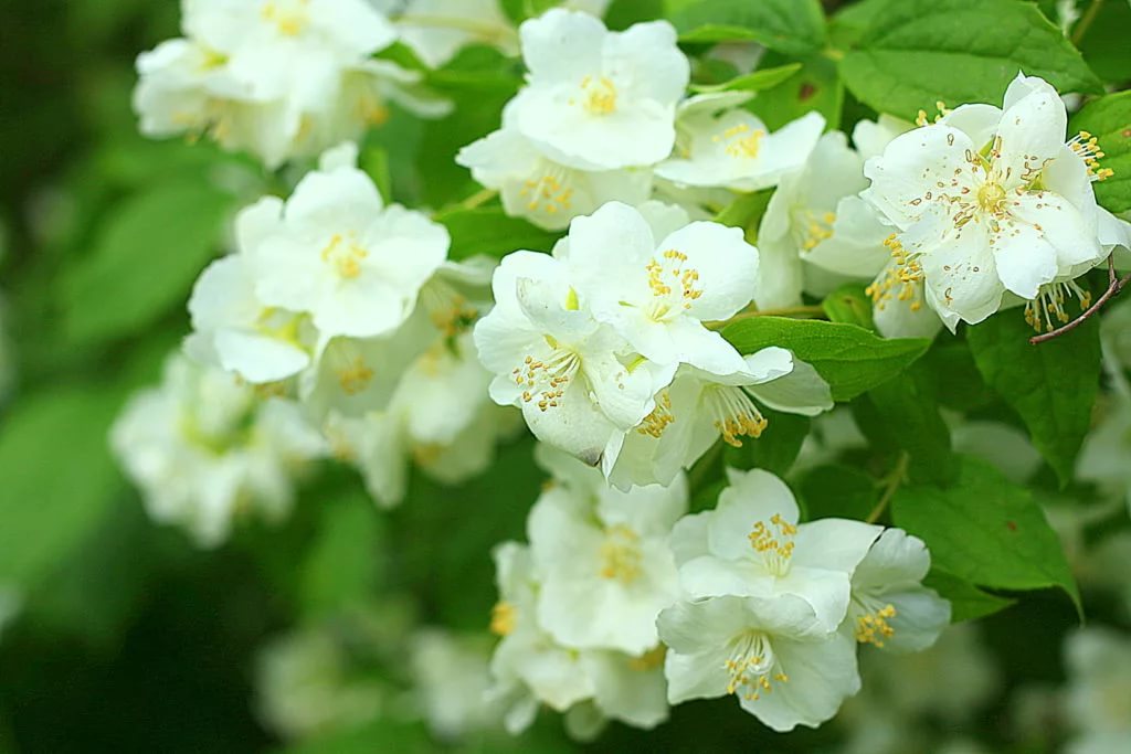 Чубушник венечный Лемуана v2 Lav 