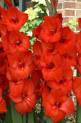 Луковица НВМ Гладиолус Red Beauty  12/14 7 шт 