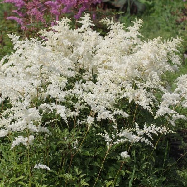 Астильба Август Лайт v2 Tim 