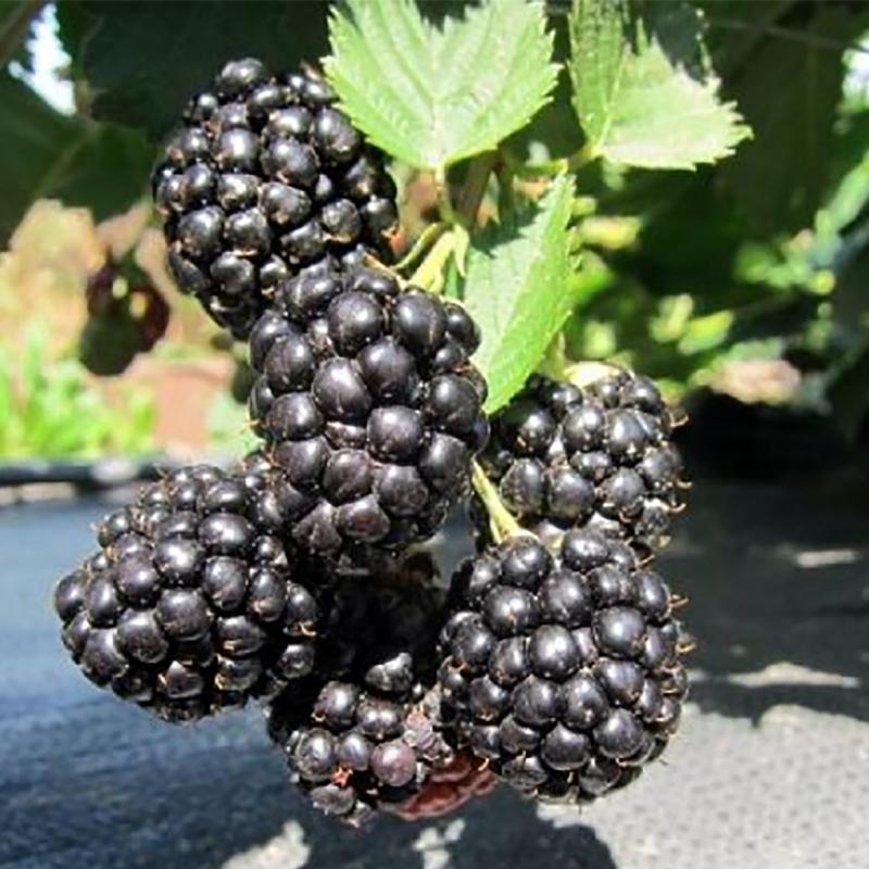 Я_Ежевика Трипл Крауп Р9 Tim-FT 