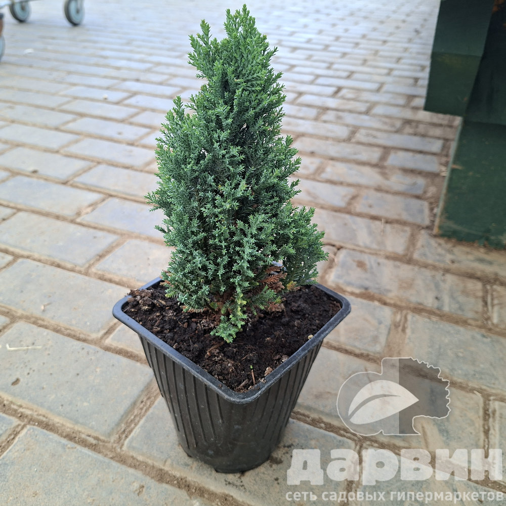 Кипарисовик лавсона Элвуди Пиллар в2 лав (3)