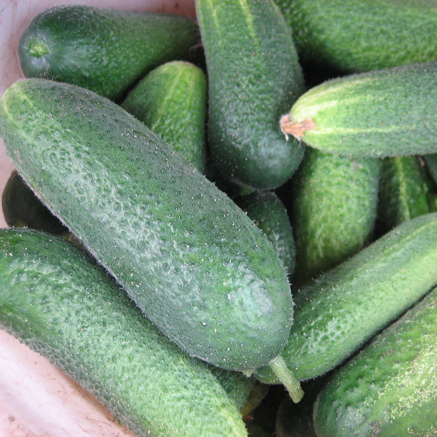 Семена Огурец  партенокарпический Герасим F1, 10 шт Гавриш 