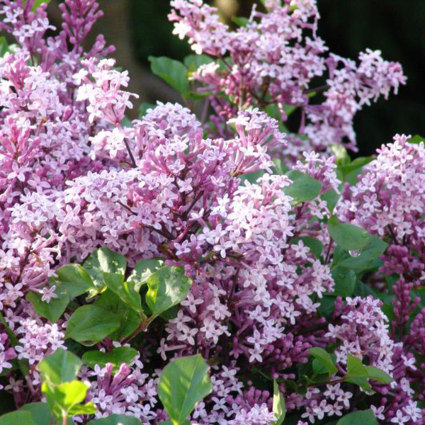 Сирень мейера Палибин c12,5 h60 Ks 