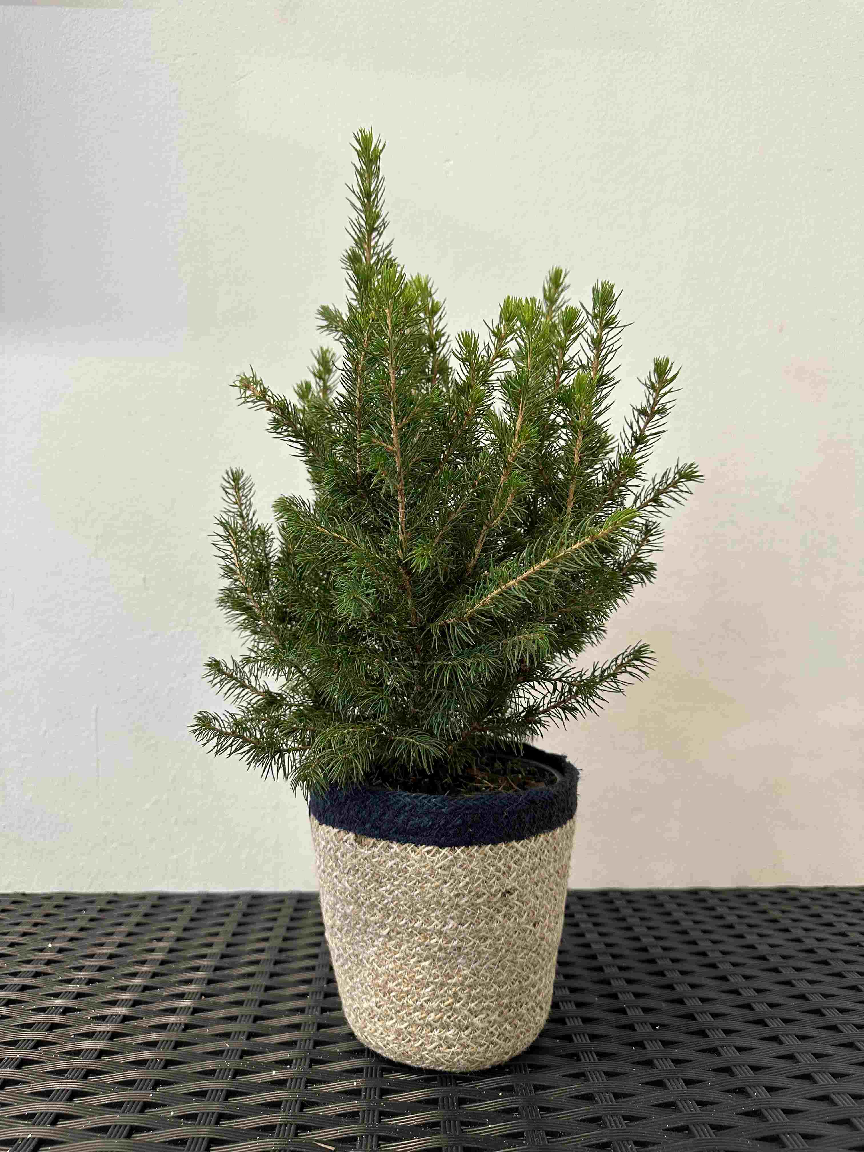 Ель Коника новогодняя d13 h45 по цене 