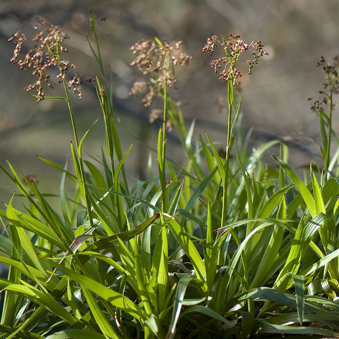 Ожика лесная v3 Sav 