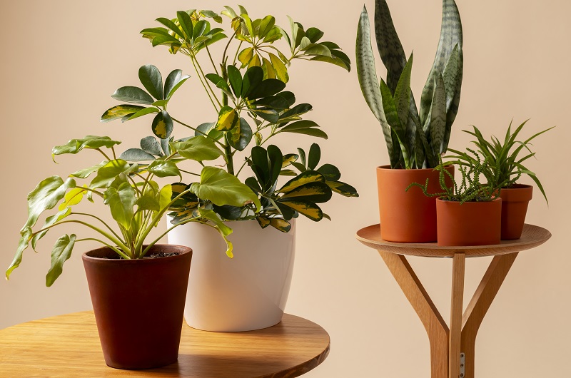 Подкормите комнатные 