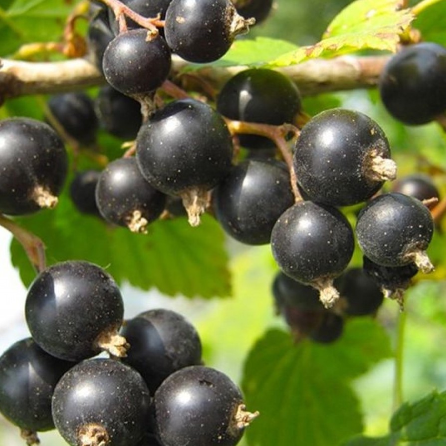 Смородина Геркулес, черная в коробке Tim 