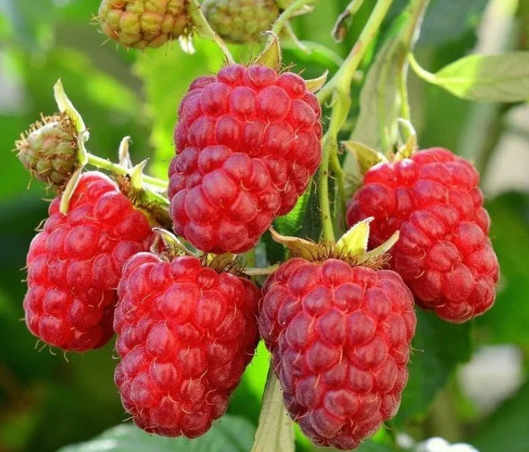 Малина Вера С2 Н20-40 ЦО 