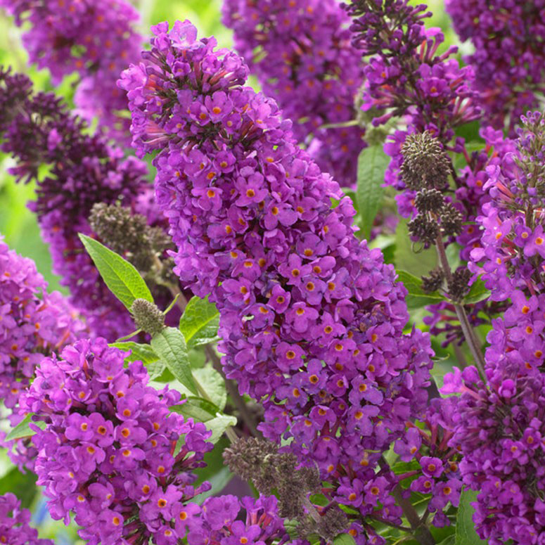 Буддлея давида Тутти Фрутти v3 h25-30 Tw 