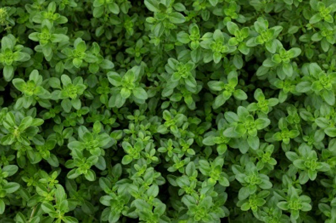 Корневище Тимьян лимоннопахнущий 1шт. Поиск 