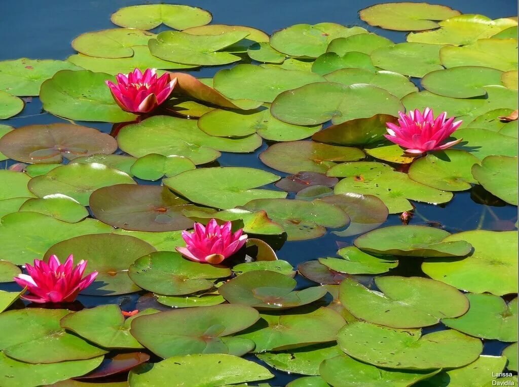 Водное растение = 499 Tim 