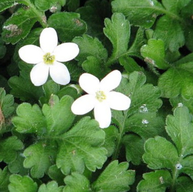 Эллизиофиллум перистый кашпо d15 ХР 