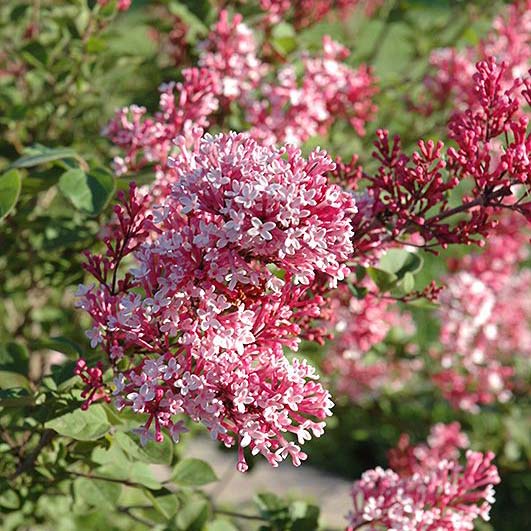 Сирень обыкновенная Тинкербель Р23 Tw 