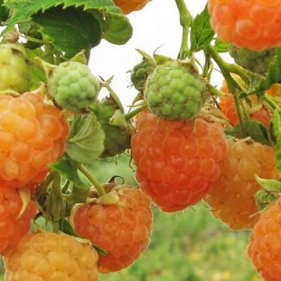 Малина ремонтантная Золотые купола v5 Tim 