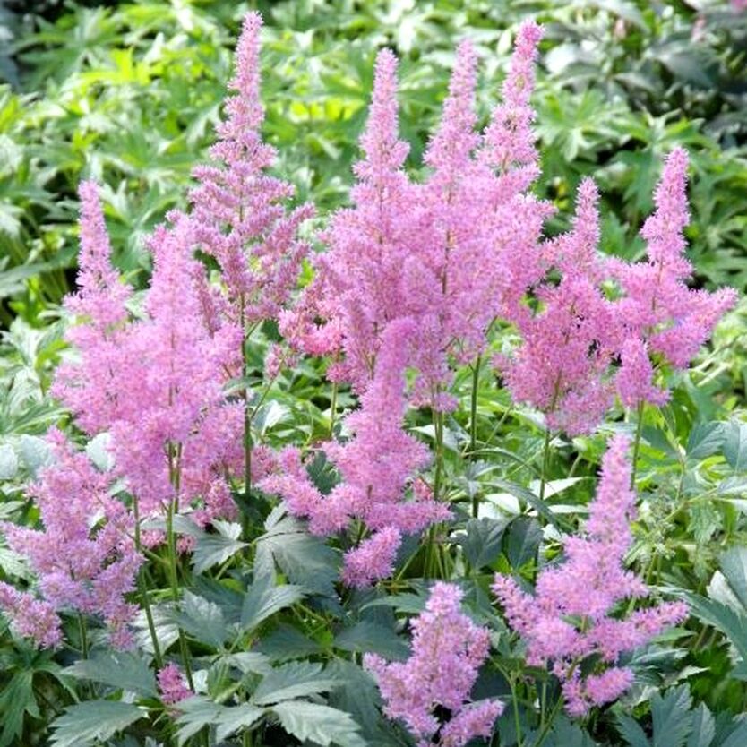 Астильба Марс v2 Lav 