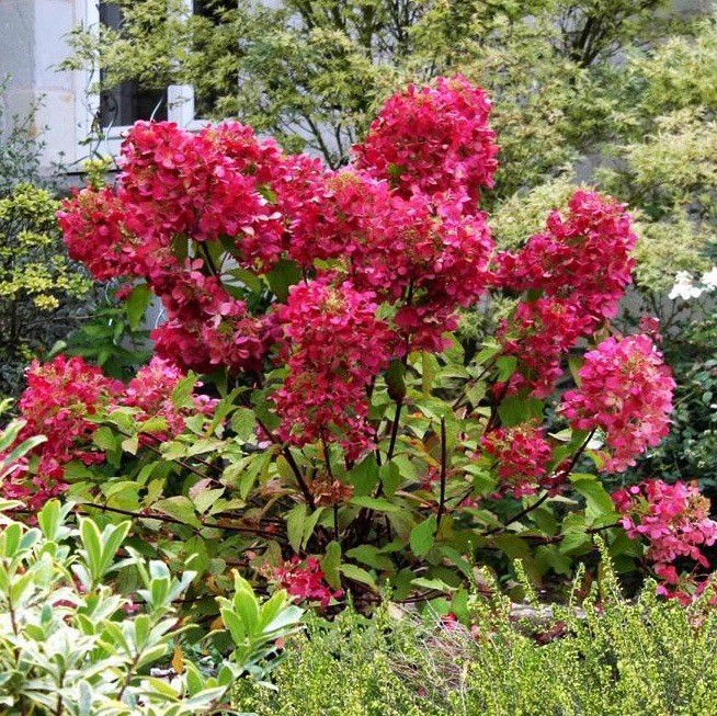 Гортензия метельчатая Вимс Ред v3 Tim 