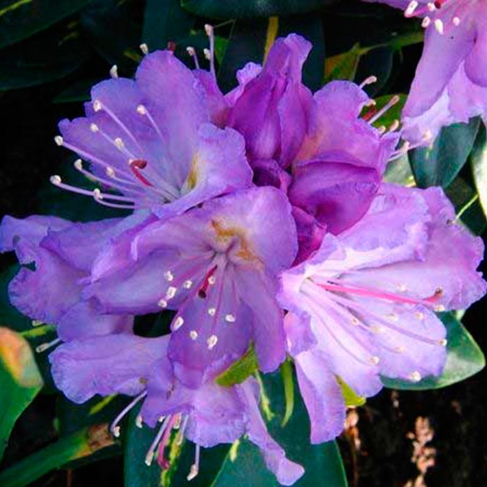 Рододендрон гибридный Гриштеде C1 