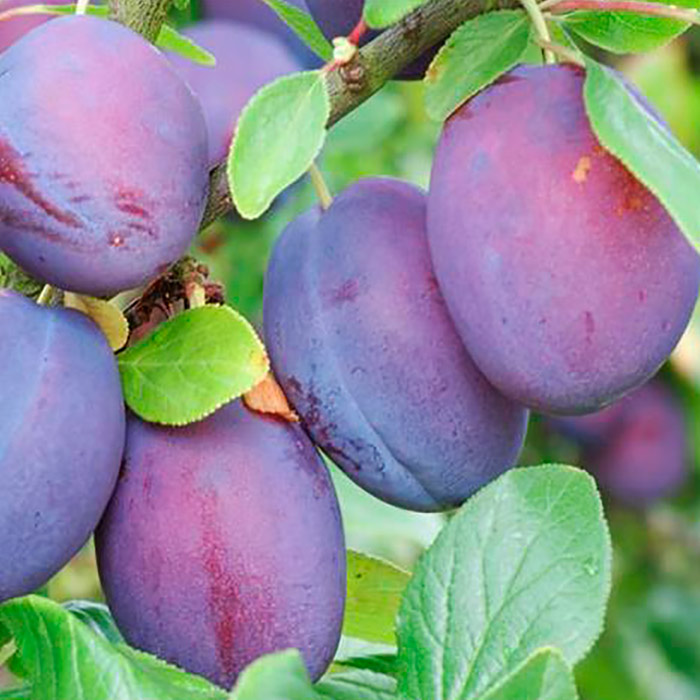 Слива Конфетная 3-х летка Tim 