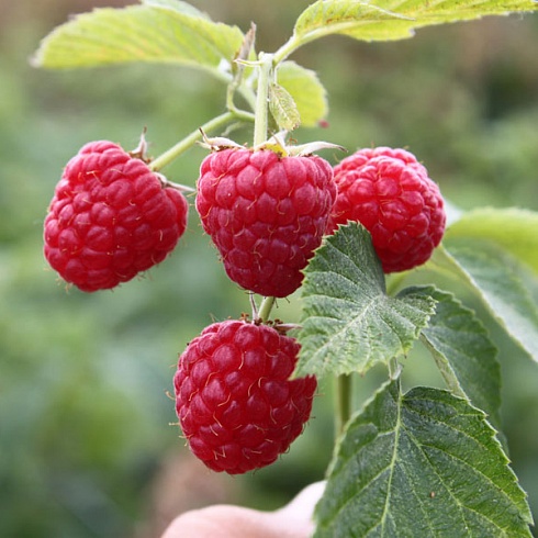 Малина Глен Файн красн v2 Tim 