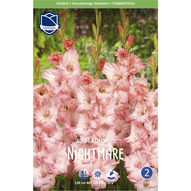 Луковица Гладиолус Найтмер 14/16 10шт 