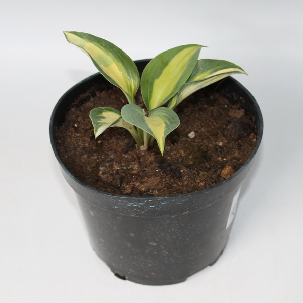 Хоста  aссортим. конт 3 л Les 