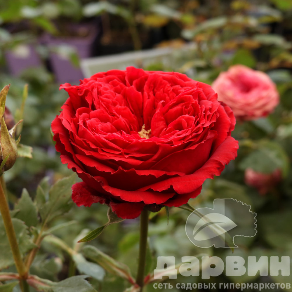 Роза флорибунда Красная шапочка v5 Lav 