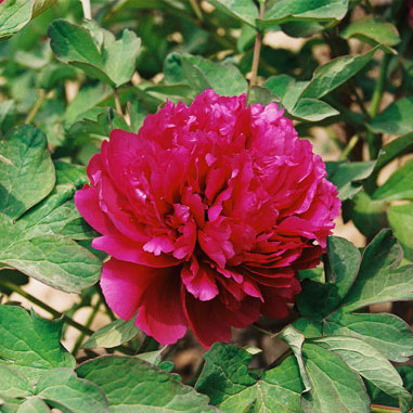 Пион древовидный Винная чаша 