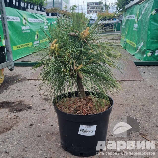 Сосна Шверина Витхорст 40-50 cm Mt 