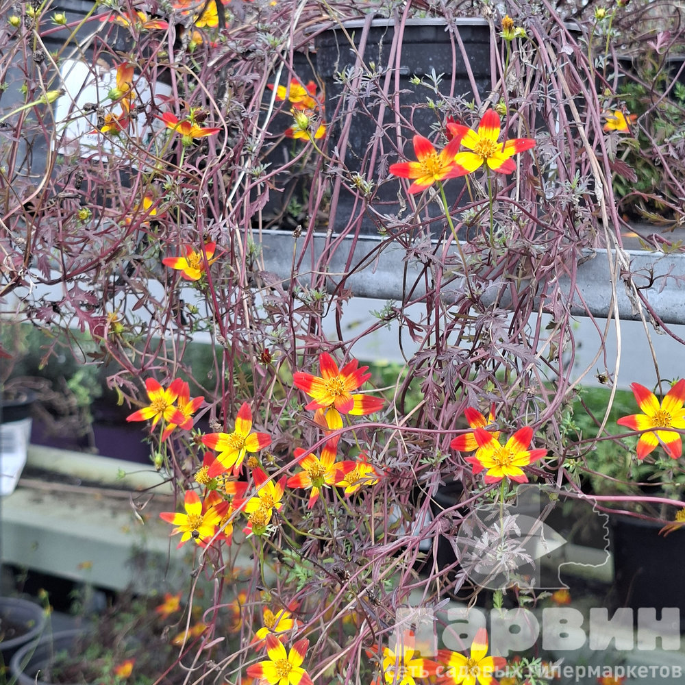 Биденс d12 Tim 