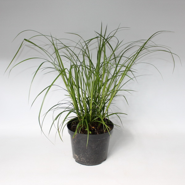 Осока ложно-сыть конт 2-3 л Les 