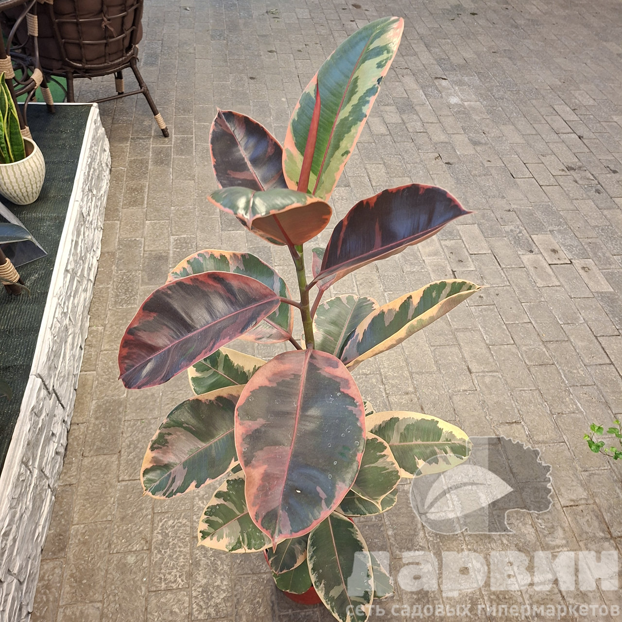 Фикус эластика Белиз д25 х100-140 тим (2) WM